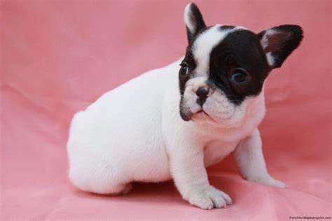 Bellissimi cuccioli di bulldog francese in adozione.